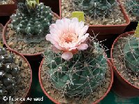 Gymnocalycium ritterianum AF ex P219 Sierra Famatina, La Rioja, Arg.jpg